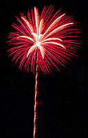 Peony rot mit Palmenherzen