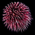 Chrysantheme rot zu silber