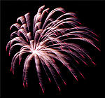 Silberweide mit roten Spitzen