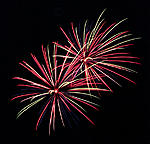 Bombenrohr Peonies multicolor