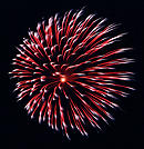 Chrysantheme rot zu silber